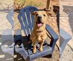 CANE - Male American Pit Bull Terrier-Labrador Retriever Mix Dog for Adoption - Small photo