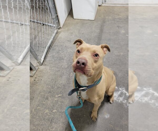 Medium Photo #4 American Pit Bull Terrier-Unknown Mix Puppy For Sale in Franklin, IN, USA
