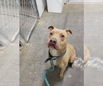 Small #3 American Pit Bull Terrier Mix