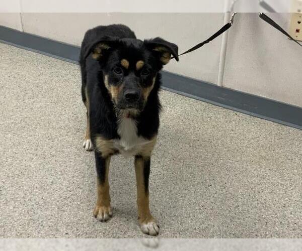 Medium Photo #4  Puppy For Sale in , 