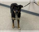 Small Photo #4  Puppy For Sale in , 