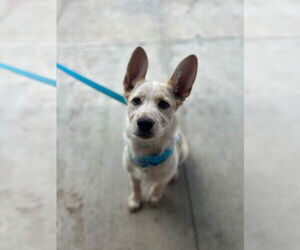 Mutt Dogs for adoption in Claremore, OK, USA