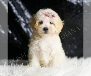 Maltipoo Puppy for sale in WARSAW, IN, USA