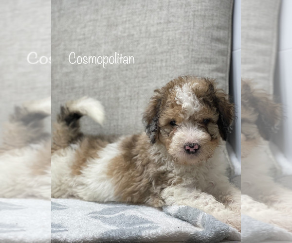 Medium Photo #3 Bernedoodle Puppy For Sale in CAMDEN, OH, USA