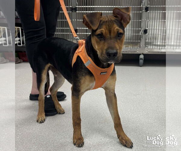 Medium Photo #2 German Shepherd Dog-Unknown Mix Puppy For Sale in Washington, DC, USA