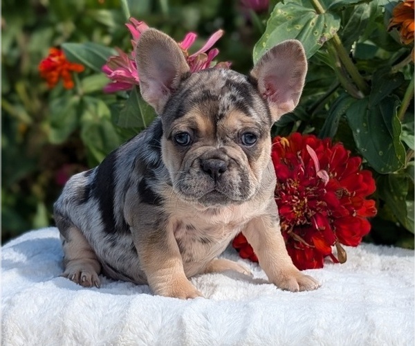 Medium Photo #2 French Bulldog Puppy For Sale in GOSHEN, IN, USA