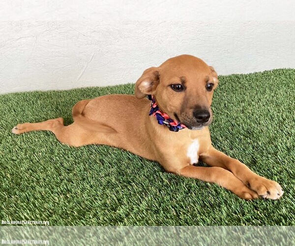 Medium Photo #2 Black Mouth Cur-Labrador Retriever Mix Puppy For Sale in San Diego, CA, USA