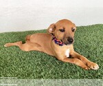 Small #1 Black Mouth Cur-Labrador Retriever Mix