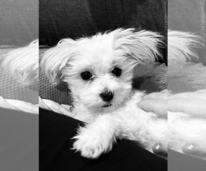 Maltese Puppy for sale in CLARKS SUMMIT, PA, USA