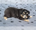 Puppy Girl 2 Australian Shepherd