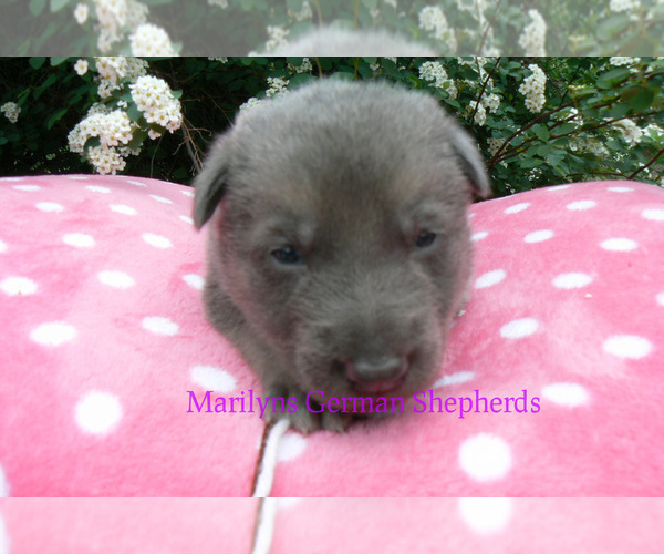 Medium Photo #3 German Shepherd Dog Puppy For Sale in PIEDMONT, MO, USA