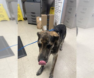 Holland Shepherd-Unknown Mix Dogs for adoption in Stockton, CA, USA