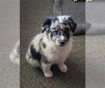 Small Photo #7 Australian Shepherd Puppy For Sale in BRIGGSDALE, CO, USA