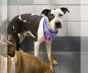 American Staffordshire Terrier-Unknown Mix Dogs for adoption in San Antonio, TX, USA