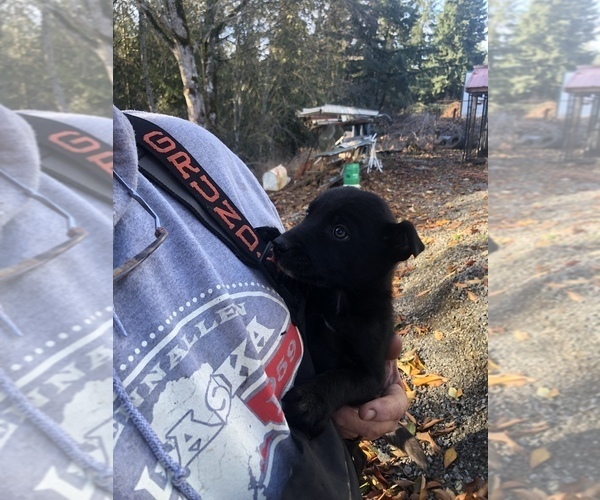 Medium Photo #1 Border Collie Puppy For Sale in COLTON, OR, USA