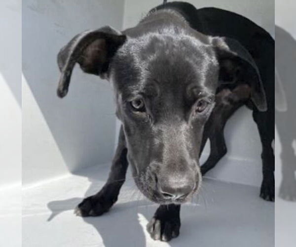 Medium Photo #2 American Pit Bull Terrier-Labrador Retriever Mix Puppy For Sale in Houston, TX, USA