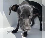 Small #1 American Pit Bull Terrier-Labrador Retriever Mix