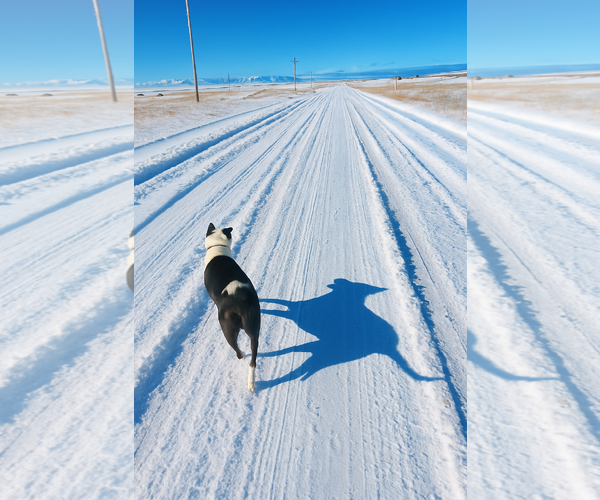 Medium Photo #4 Border Collie-Unknown Mix Puppy For Sale in Laramie, WY, USA