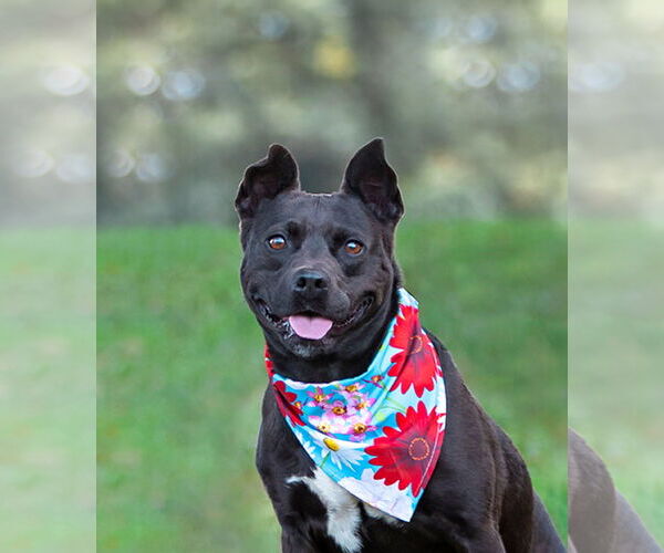 Medium Photo #3 Mutt Puppy For Sale in Unionville, PA, USA