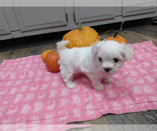 Medium Photo #1 Maltichon Puppy For Sale in HAVRE, MT, USA