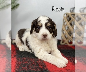 Bernedoodle Puppy for sale in GOSHEN, IN, USA