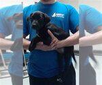 Small Labrador Retriever
