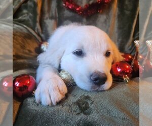 Golden Retriever Puppy for sale in DECKER PR, TX, USA