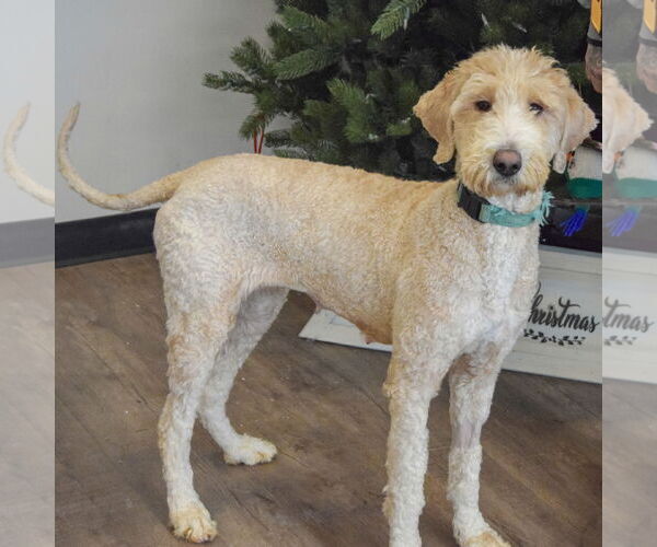 Medium Photo #2 Mutt Puppy For Sale in Huntley, IL, USA