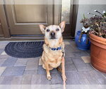 Small #2 Mutt