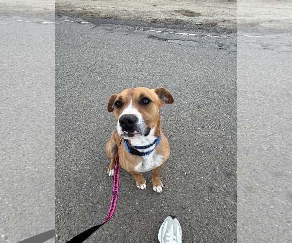 Medium Photo #7 Boxer-Unknown Mix Puppy For Sale in Turlock, CA, USA