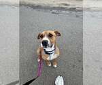 Small #6 Boxer Mix