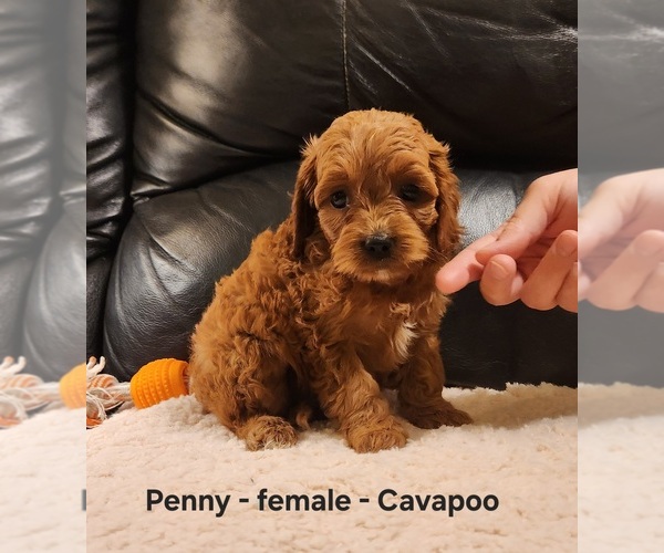 Medium Photo #2 Cavapoo (Miniature) Puppy For Sale in CLARKRANGE, TN, USA