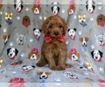 Small #1 Cavapoo (Miniature)