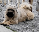 Small Photo #1 Lhasa Apso Puppy For Sale in San Diego , CA, USA