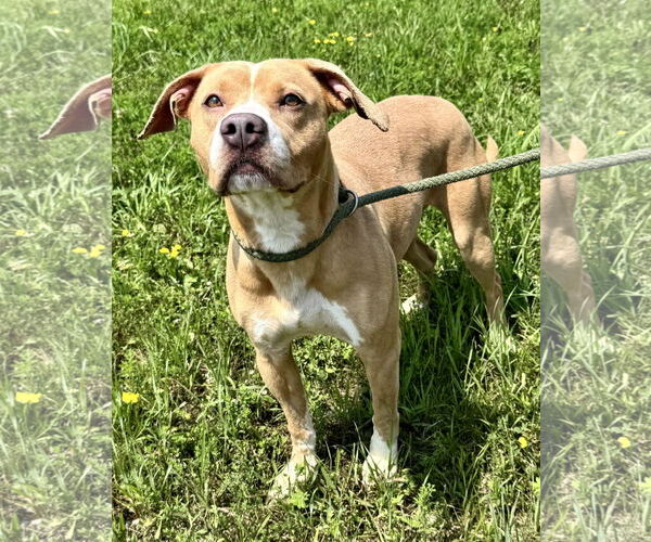Medium Photo #4 American Staffordshire Terrier-Unknown Mix Puppy For Sale in Pittsburgh, PA, USA