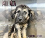 Small Mutt