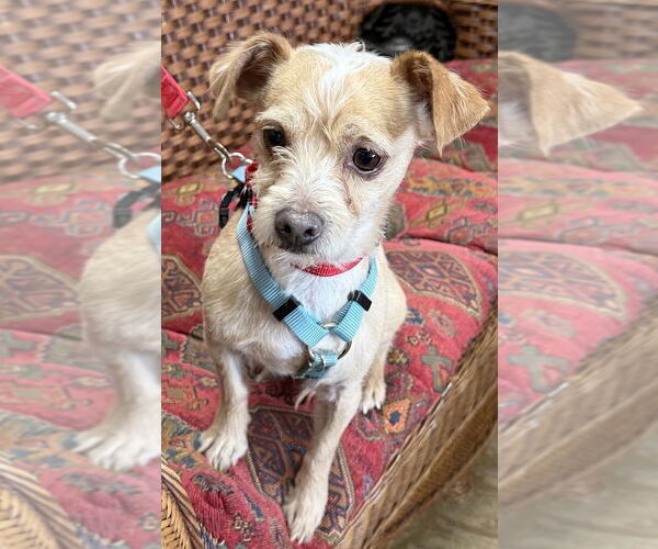 Medium Photo #4 Chihuahua-Unknown Mix Puppy For Sale in Mundelein, IL, USA