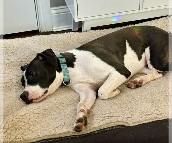 Medium Photo #8 Mutt Puppy For Sale in Germantown, OH, USA