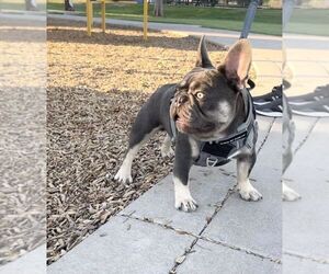 Father of the French Bulldog puppies born on 01/27/2026