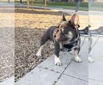 Small Photo #1 French Bulldog Puppy For Sale in NOGALES, AZ, USA