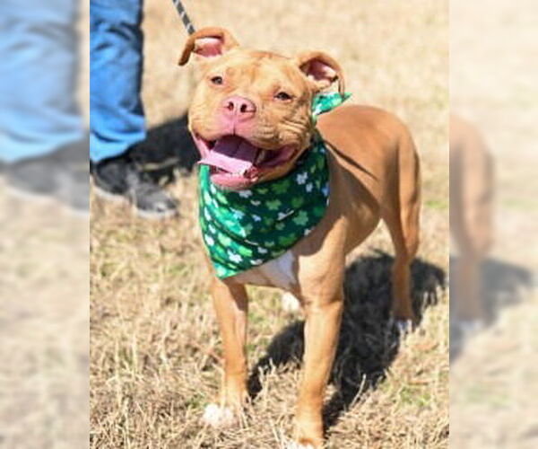 Medium Photo #11 Mutt Puppy For Sale in Glen Allen, VA, USA