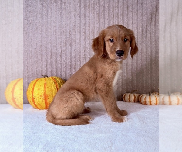 Medium Photo #1 Golden Retriever Puppy For Sale in INDIANAPOLIS, IN, USA