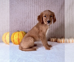 Golden Retriever Puppy for sale in INDIANAPOLIS, IN, USA