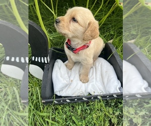 Golden Labrador-Poodle (Standard) Mix Puppy for sale in HILLSBORO, ND, USA