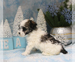 Small Photo #21 Poodle (Toy) Puppy For Sale in CHANUTE, KS, USA