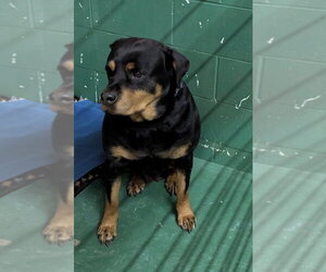 Queenie - Female Rottweiler-Unknown Mix Dog for Adoption - Photo #5