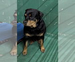 Small Photo #5 Rottweiler-Unknown Mix Puppy For Sale in Princeton, MN, USA