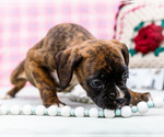 Small Photo #81 Boxer Puppy For Sale in WAKARUSA, IN, USA