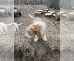 Small Photo #24 Aussie-Poo-Goldendoodle Mix Puppy For Sale in COMMERCE, MI, USA