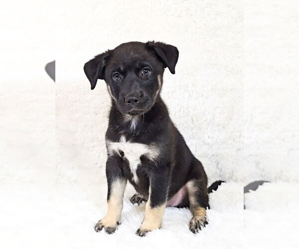 Medium Photo #8 Siberian Husky-Unknown Mix Puppy For Sale in McDonough, GA, USA